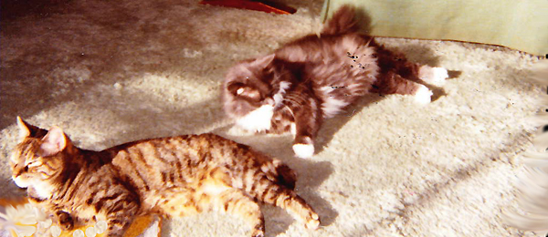 Ginger & Jessie, basking...